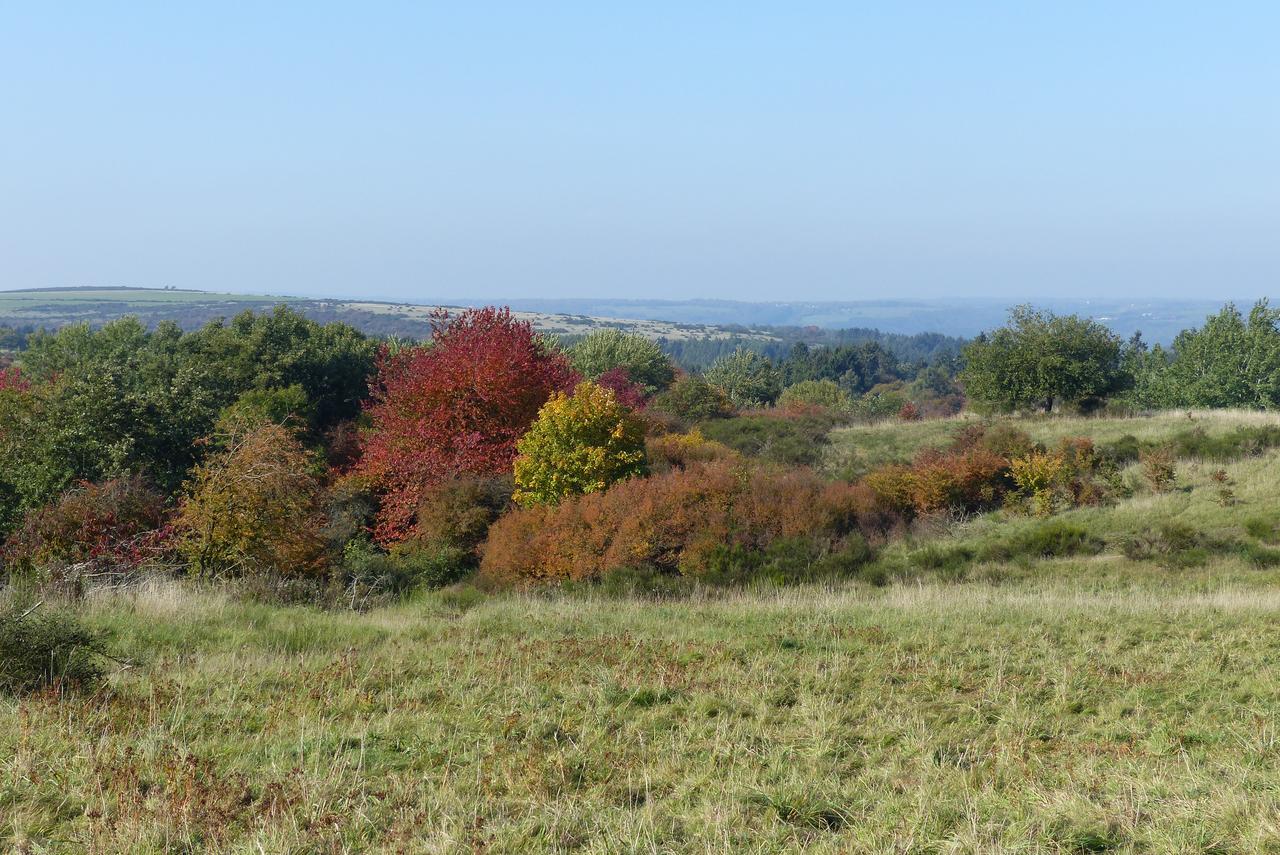 Chalets Am National Park Eifel Schleiden Eksteriør bilde
